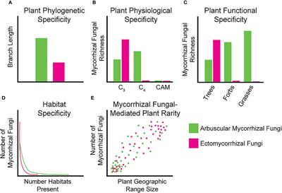 Specificity in plant-mycorrhizal fungal relationships: prevalence, parameterization, and prospects